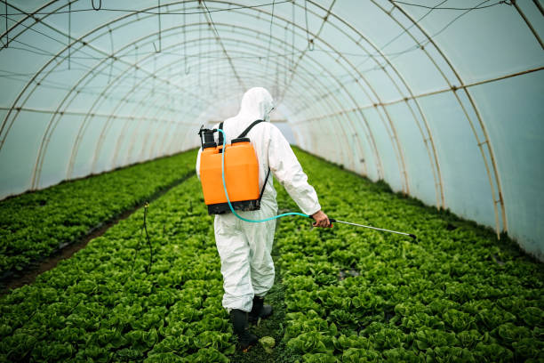 Best Mosquito Control Services  in Avra Valley, AZ