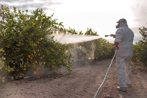 Professional Pest Control in Avra Valley, AZ